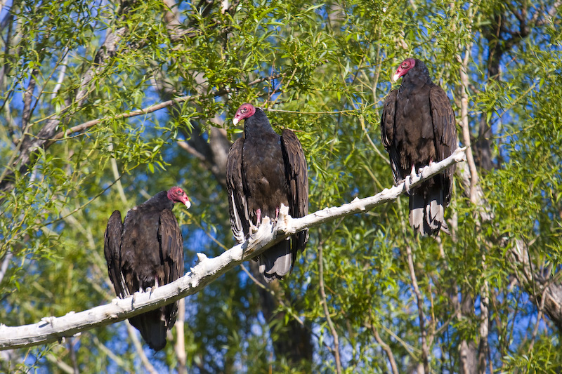 Turkey Vultures